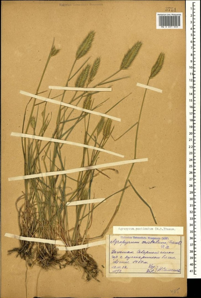 Щетинник сизый гербарий