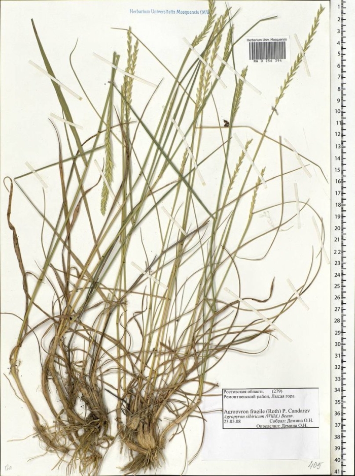 Житняк ломкий