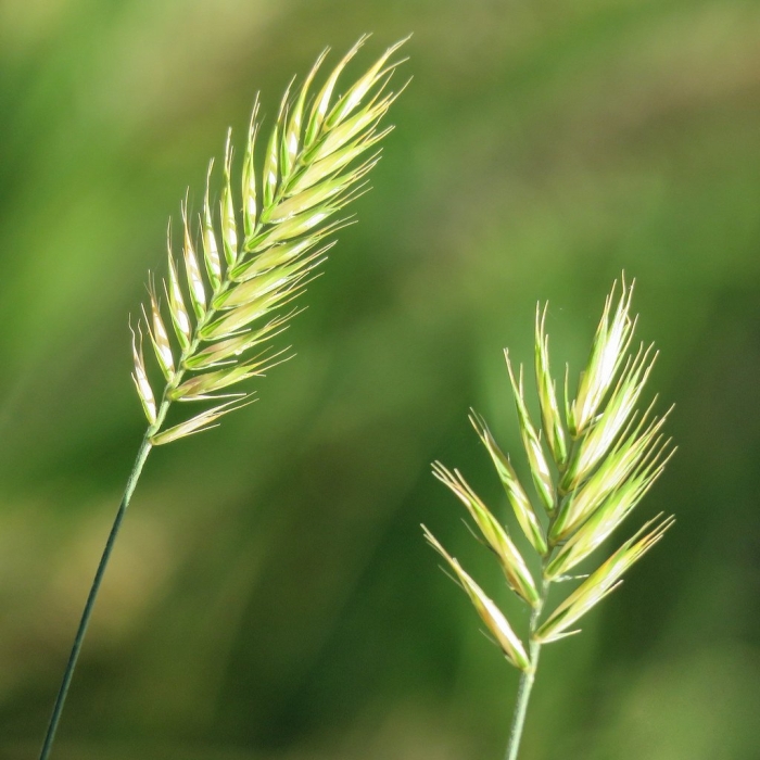 Agropyron cristatum