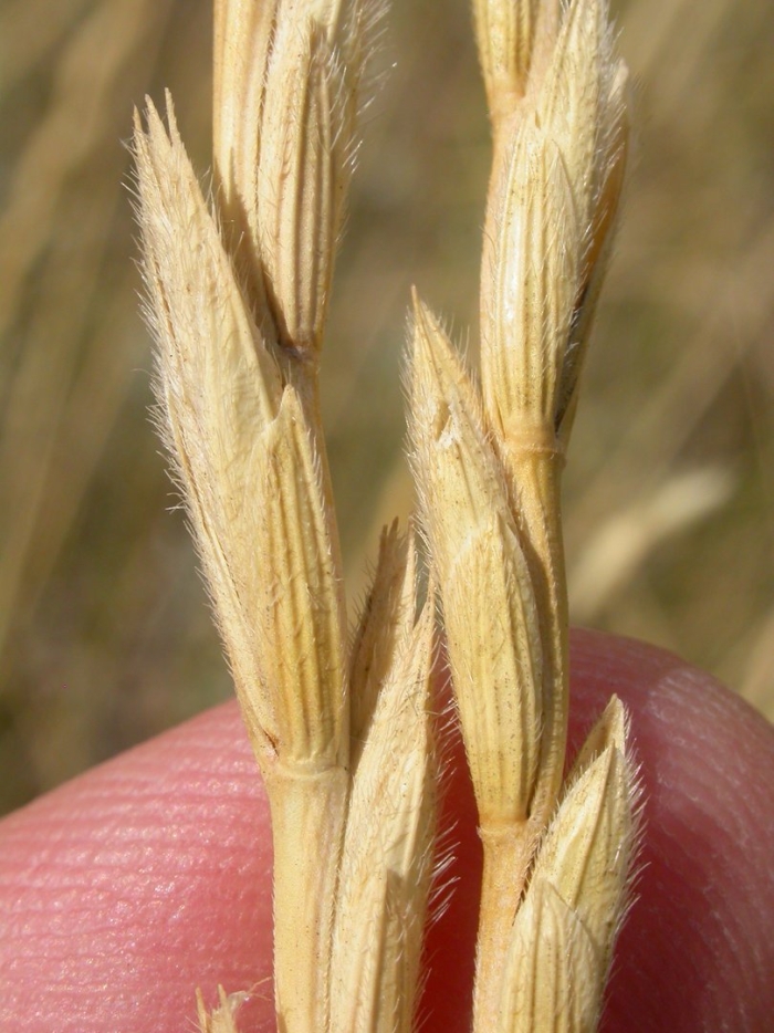 Agropyron intermedium