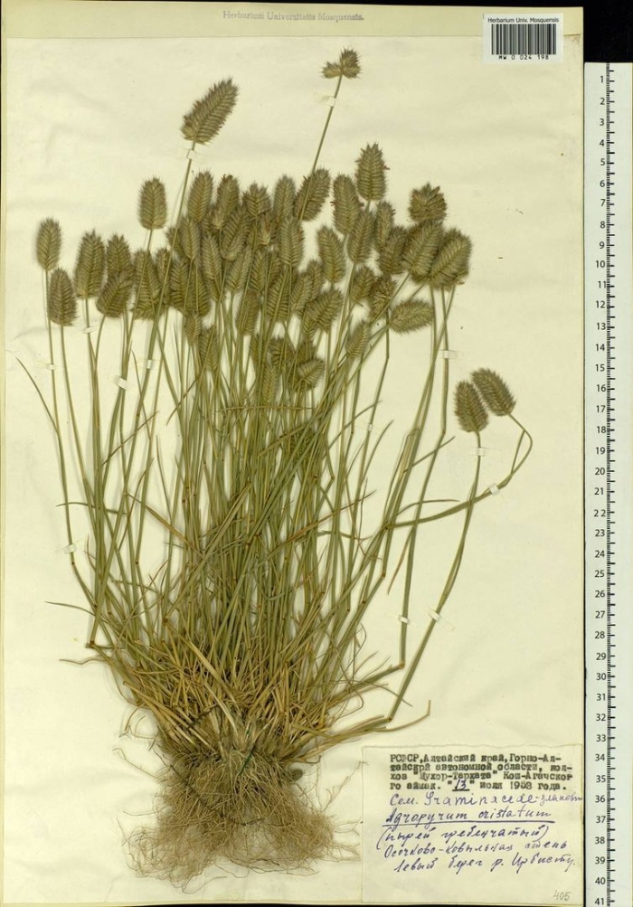 Житняк гребенчатый agropyron cristatum