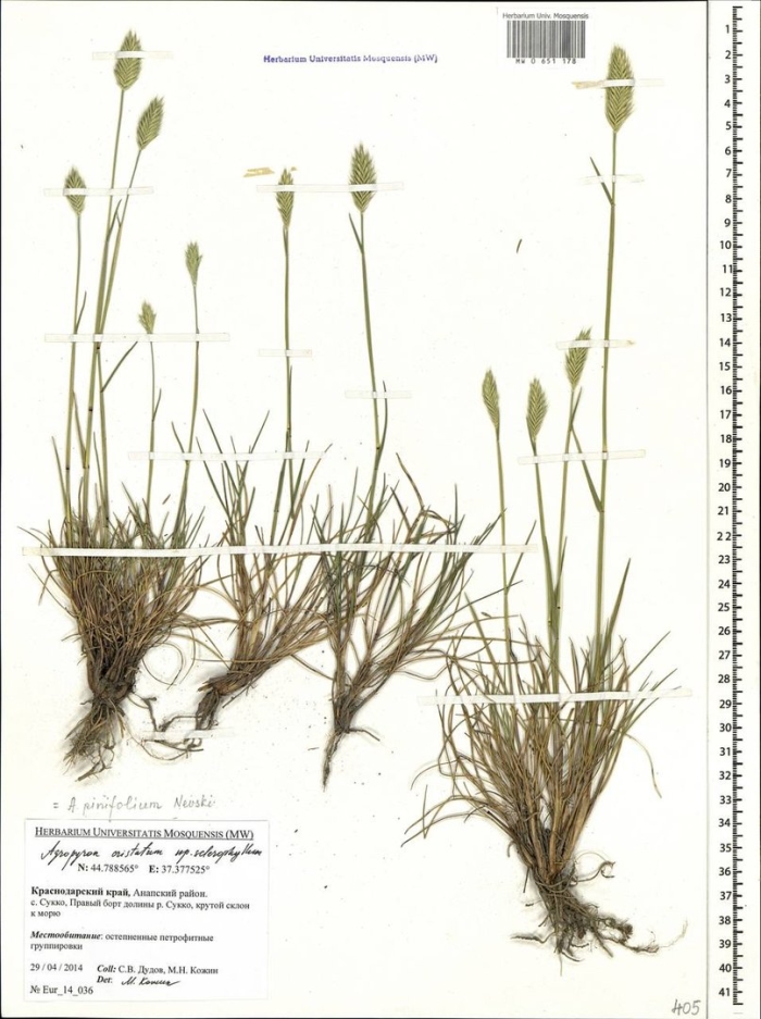 Житняк гребенчатый agropyron cristatum
