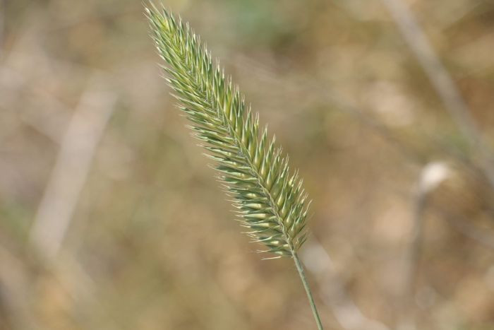 Житняк гребневидный