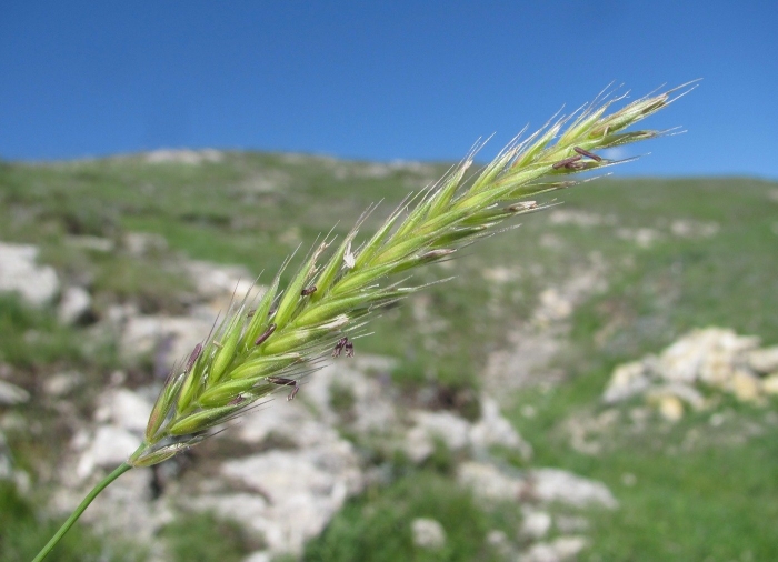 Hordeum bulbosum