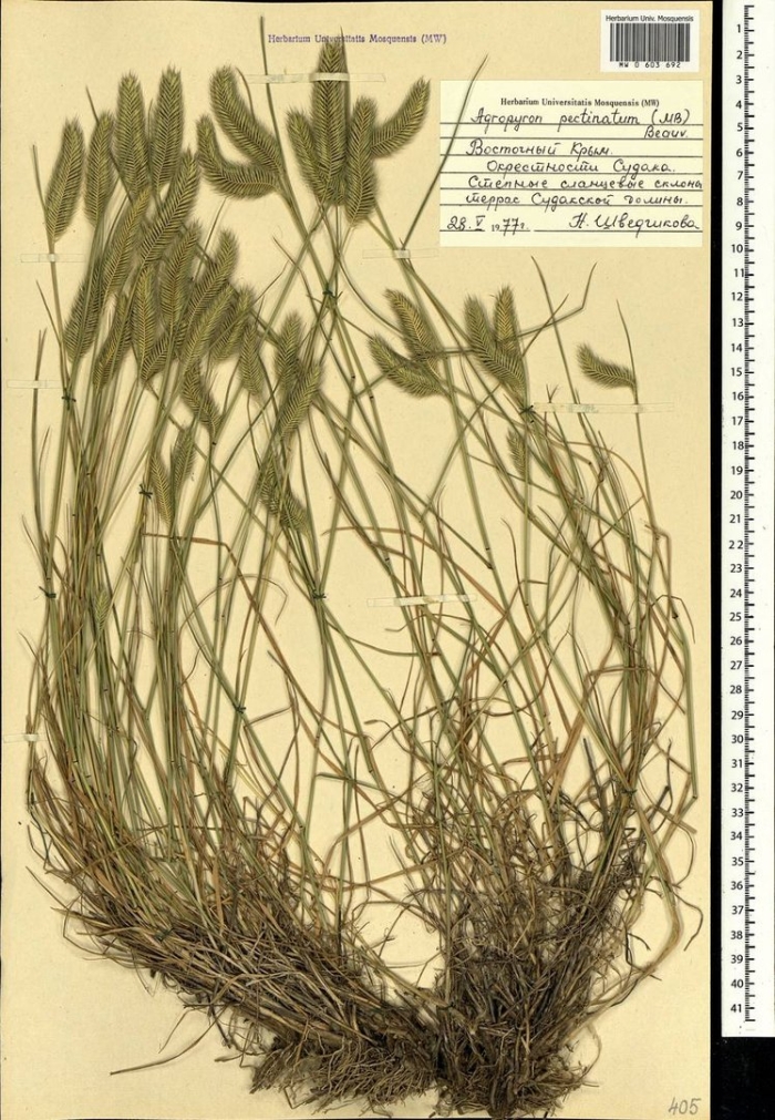 Гребенник растение обыкновенный