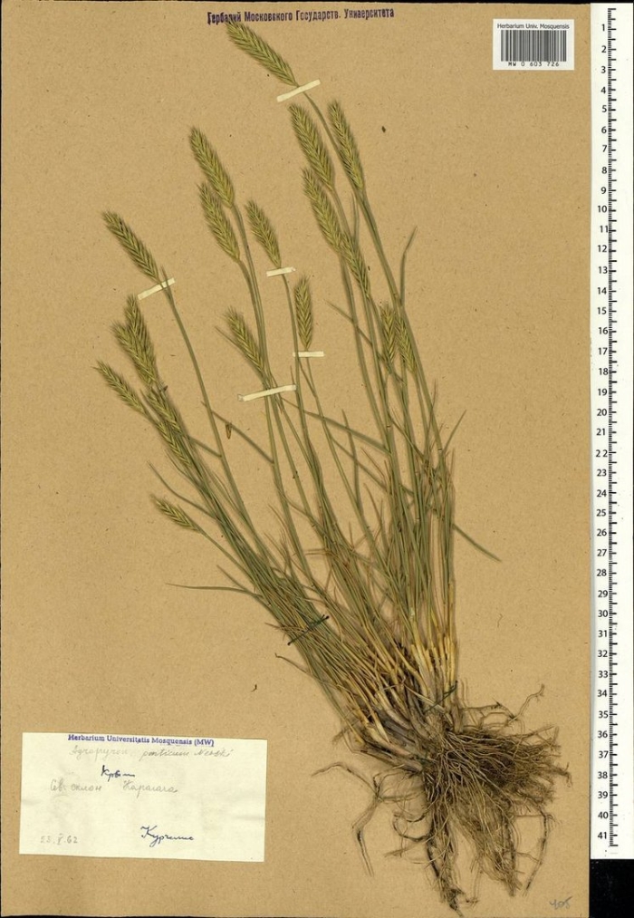 Гребенник обыкновенный гербарий