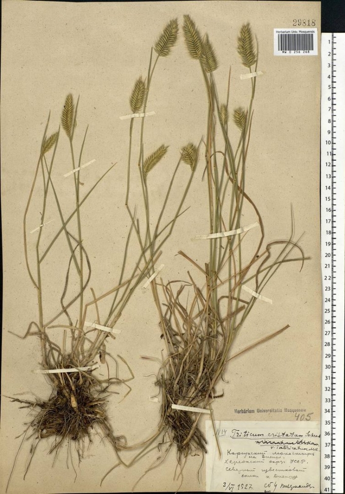 Щетинник сизый гербарий