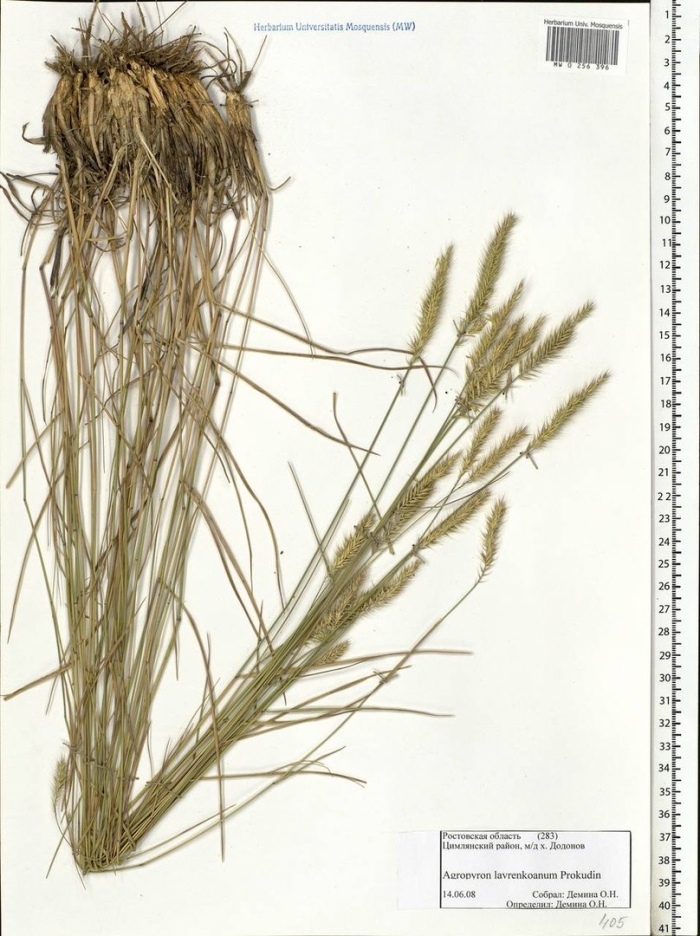 Тонконог сизый koeleria glauca