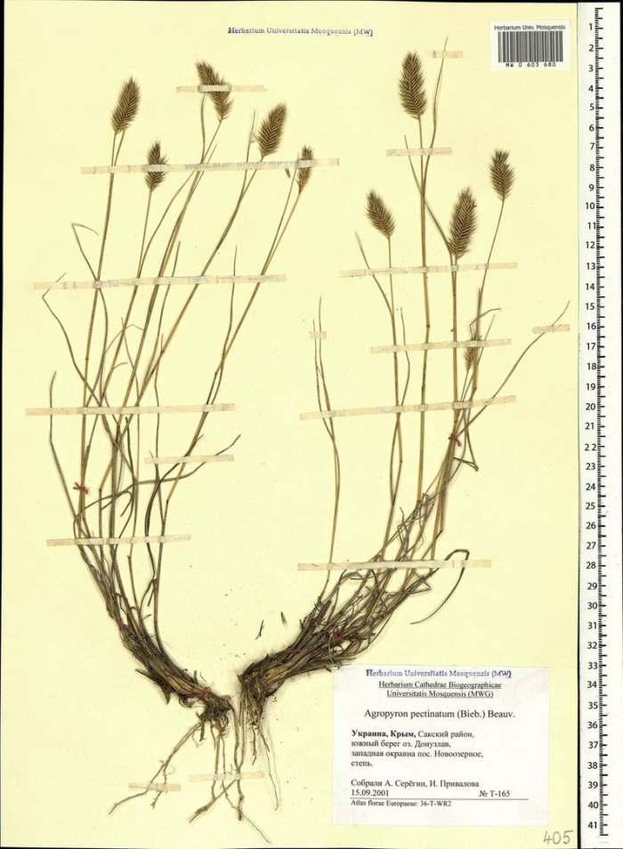 Житняк гребенчатый agropyron cristatum
