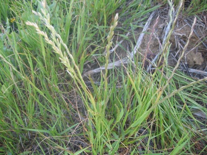 Мятлик луговой poa pratensis