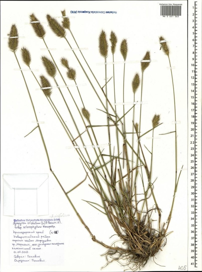 Житняк гребенчатый agropyron cristatum