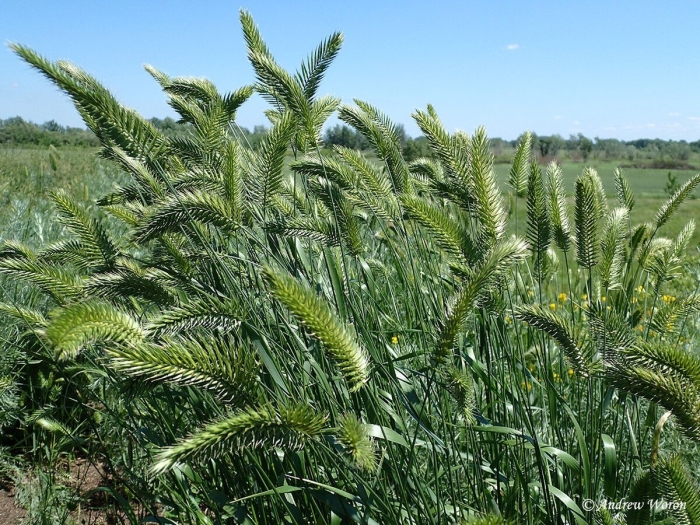 Житняк гребневидный