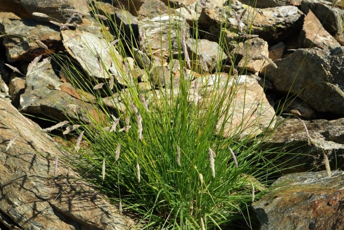 Щучка дернистая deschampsia cespitosa