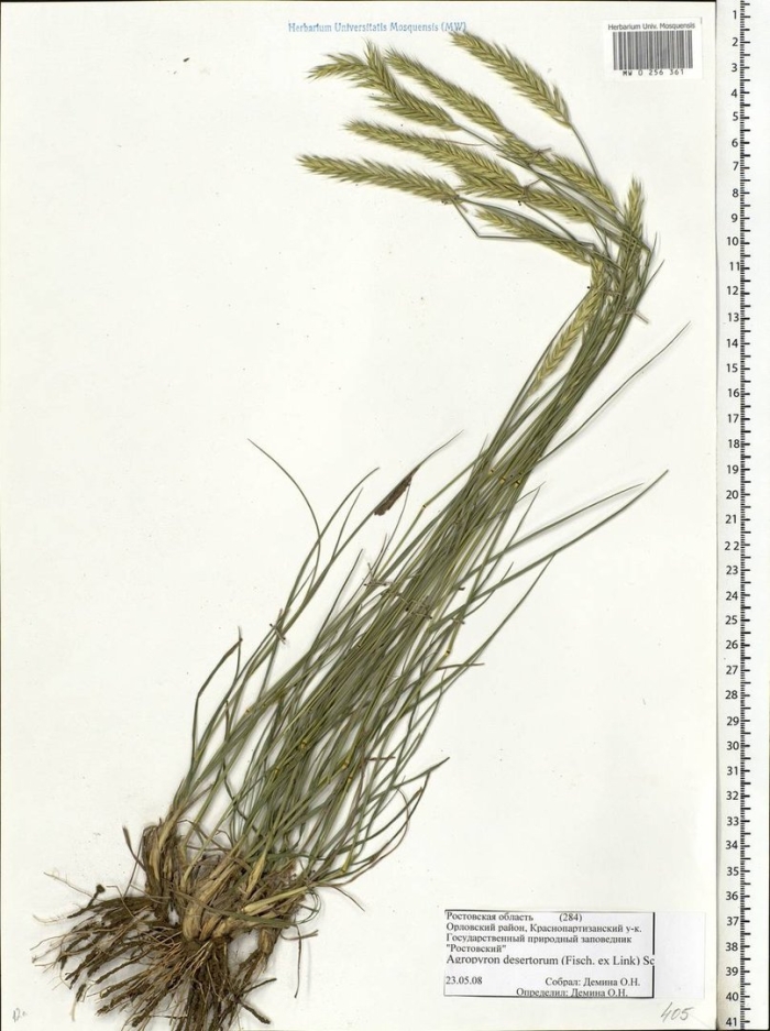 Пырейник гмелина