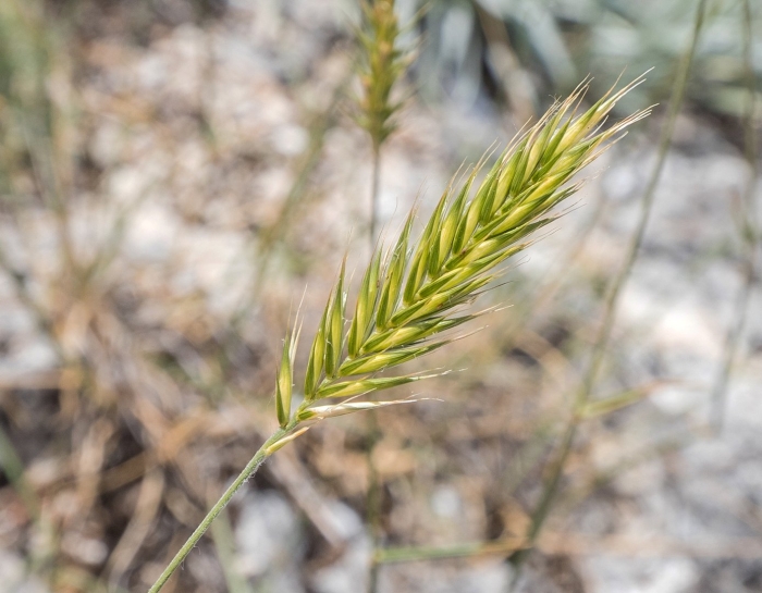 Agropyron pectiniforme