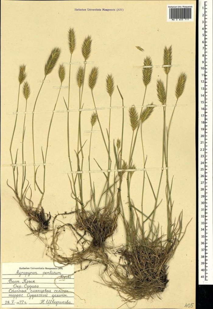 Житняк гребенчатый agropyron cristatum
