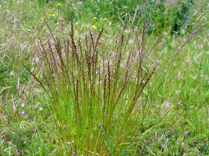 Житняк ширококолосый