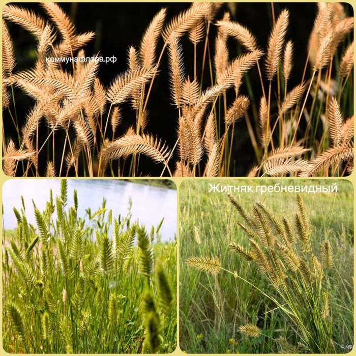 Житняк гребневидный