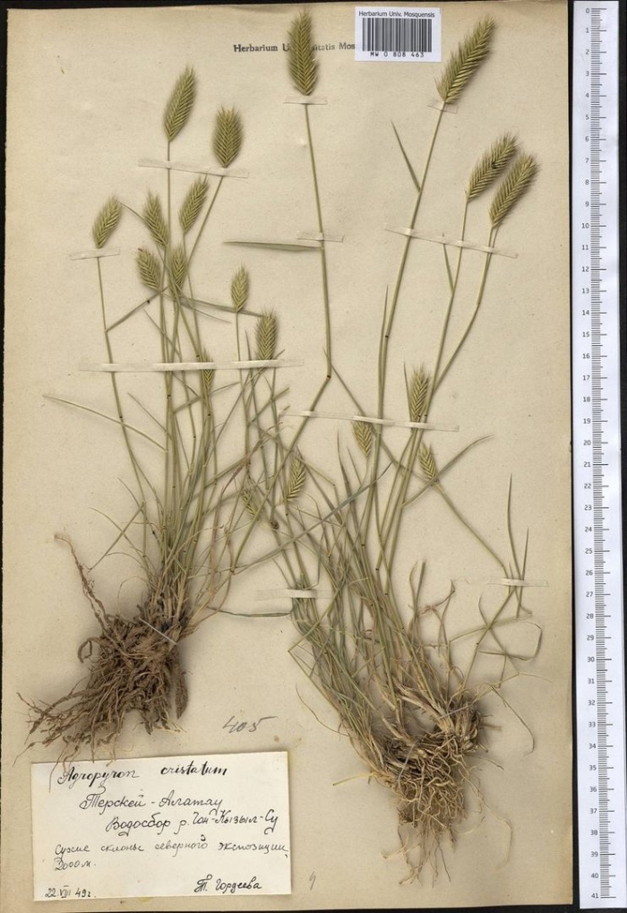 Житняк колосистый