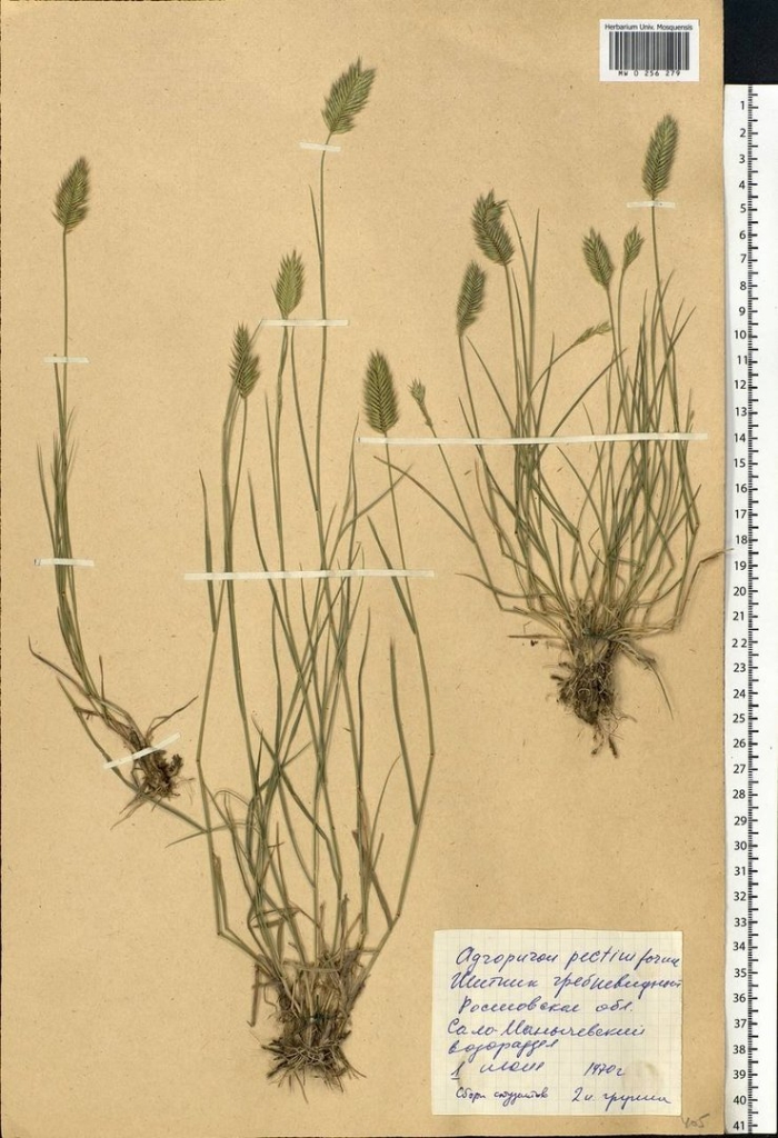 Житняк гребенчатый agropyron cristatum