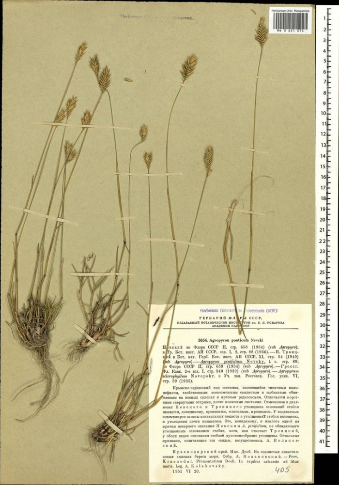 Мятлик луковичный (poa bulbosa)