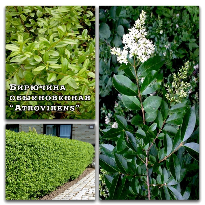 Бирючина обыкновенная ligustrum vulgare