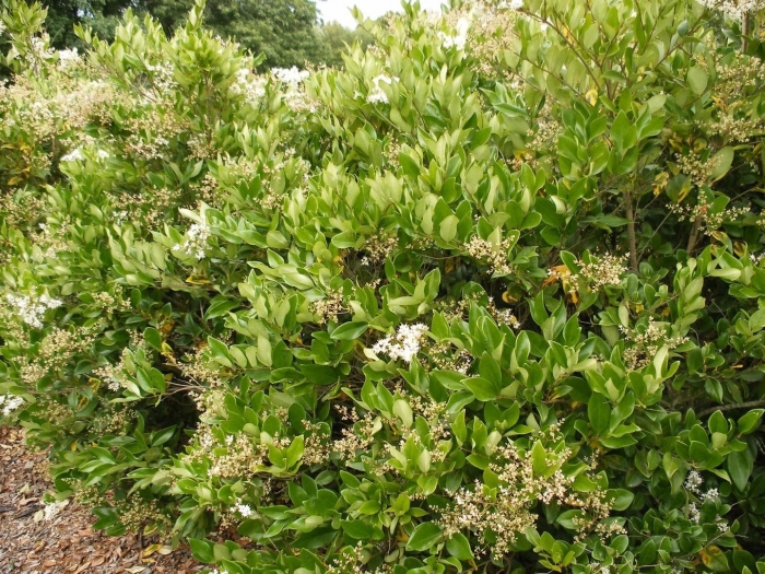 Ligustrum vulgare