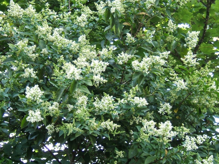 Ligustrum ovalifolium aureum