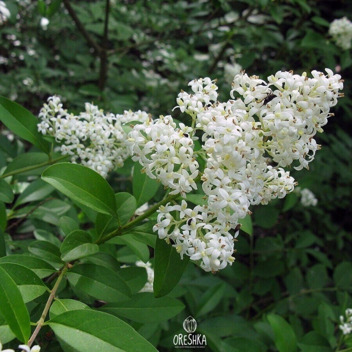 Кустарник бирючина