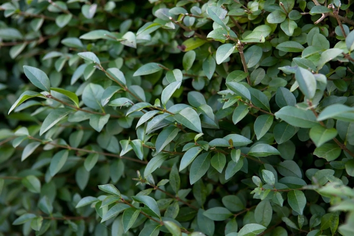 Бирючина овальнолистная (ligustrum ovalifolium)