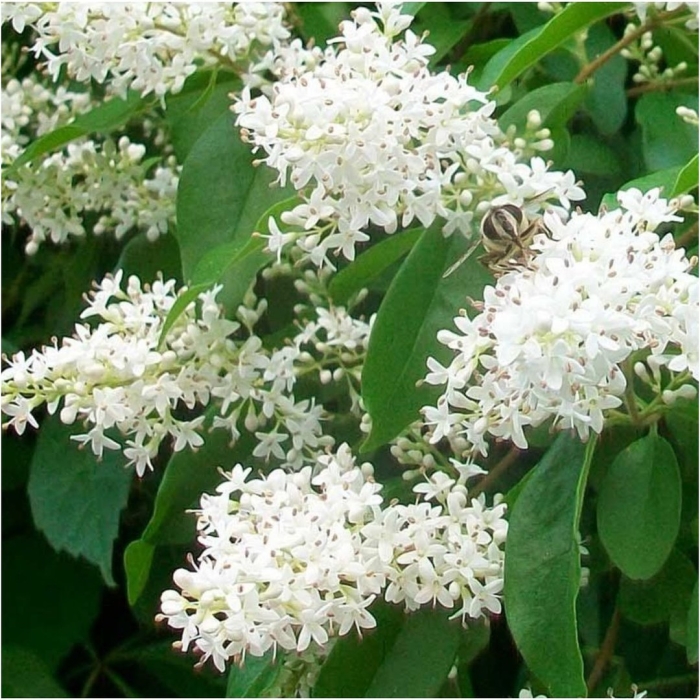 Лигуструм бирючина