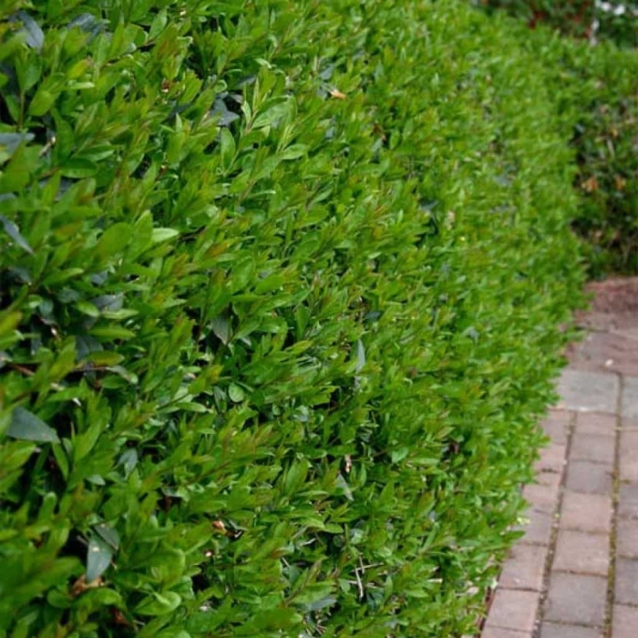 Buxus sempervirens изгородь