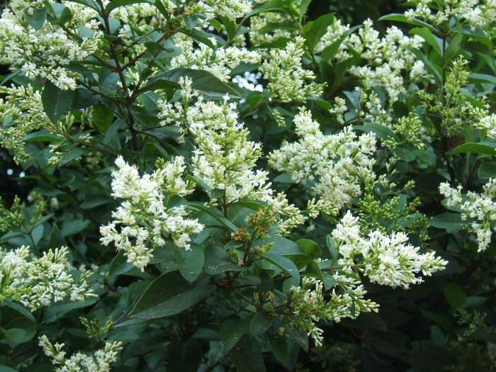 Бирючина обыкновенная (ligustrum vulgaris)