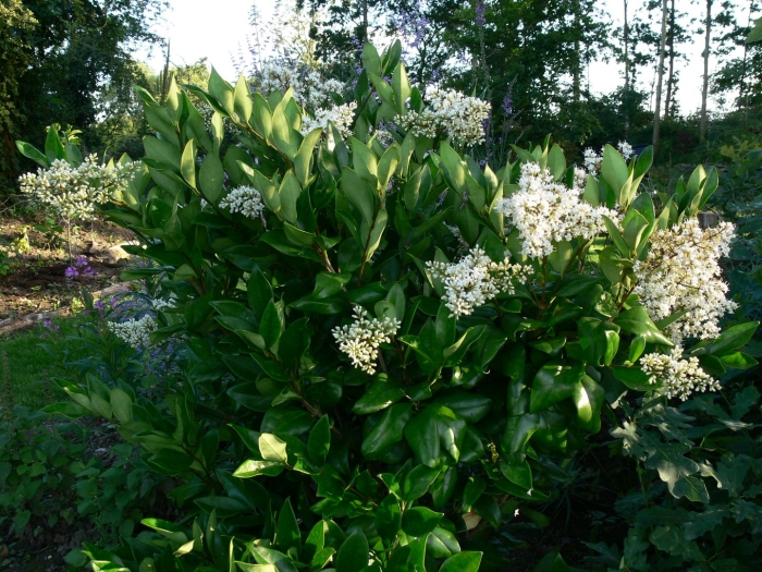 Ligustrum ovalifolium