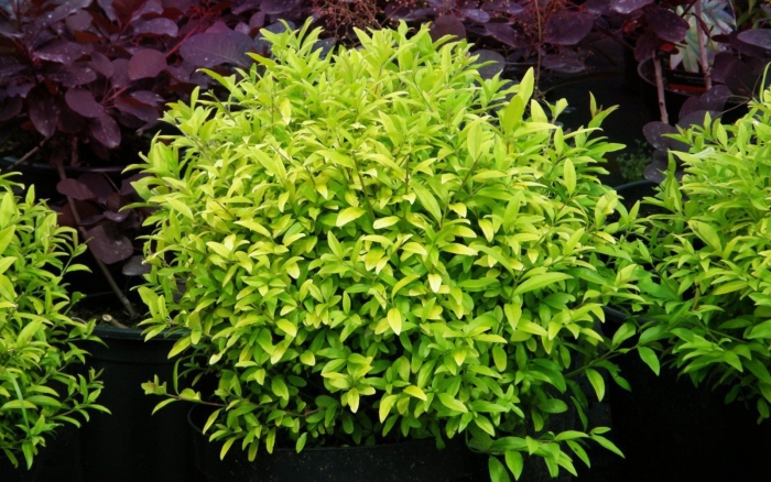 Бирючина ауреа