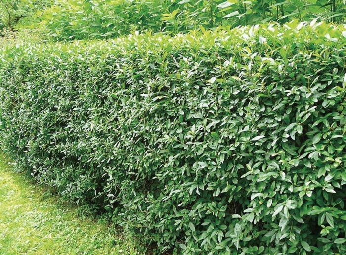 Живая изгородь бирючина