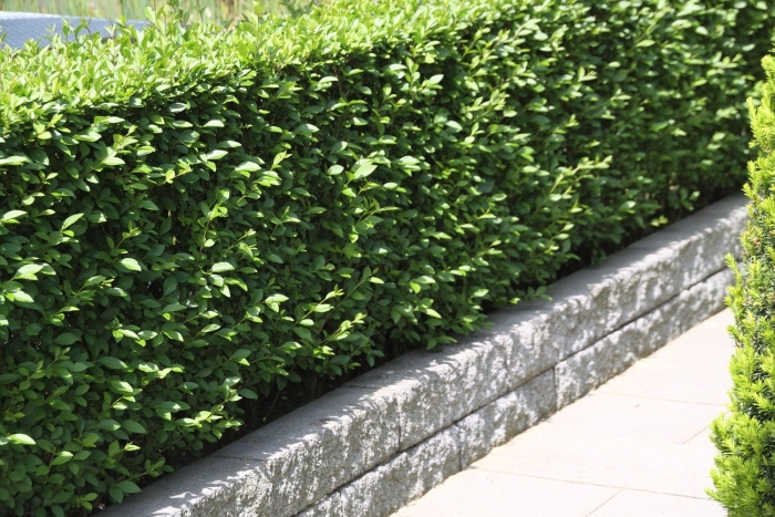 Бирючина обыкновенная живая изгородь