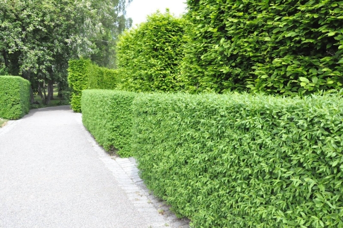 Бирючина для живой изгороди