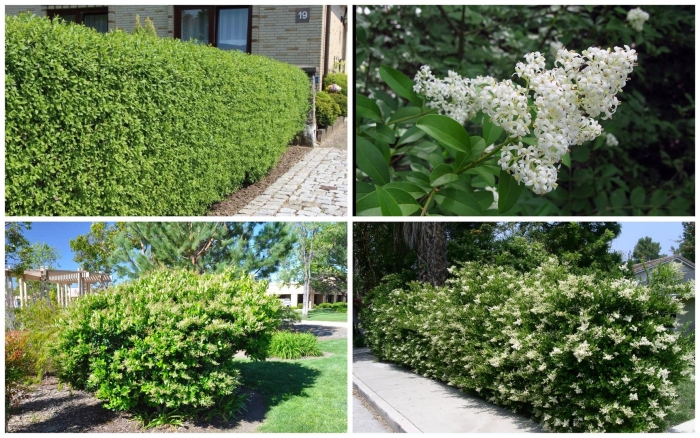 Живая изгородь бирючина