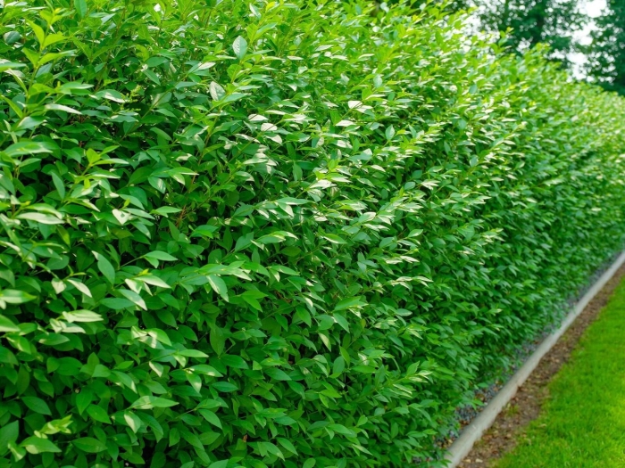 Бирючина обыкновенная ligustrum vulgare