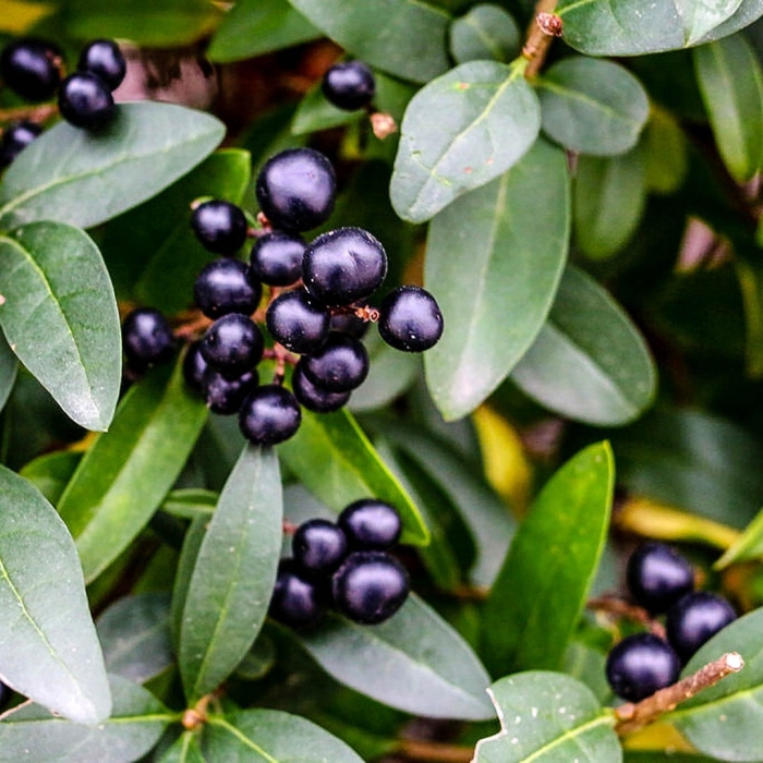 Волчья ягода бирючина