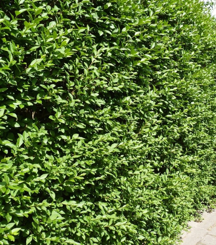 Бирючина обыкновенная живая изгородь