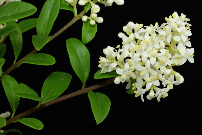 Кустарник бирючина обыкновенная