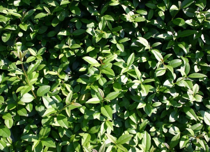 Бирючина атровиренс