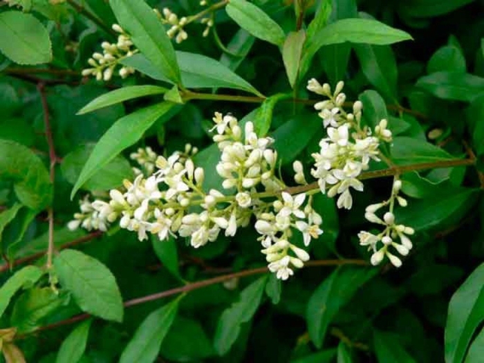 Бирючина обыкновенная ligustrum vulgare