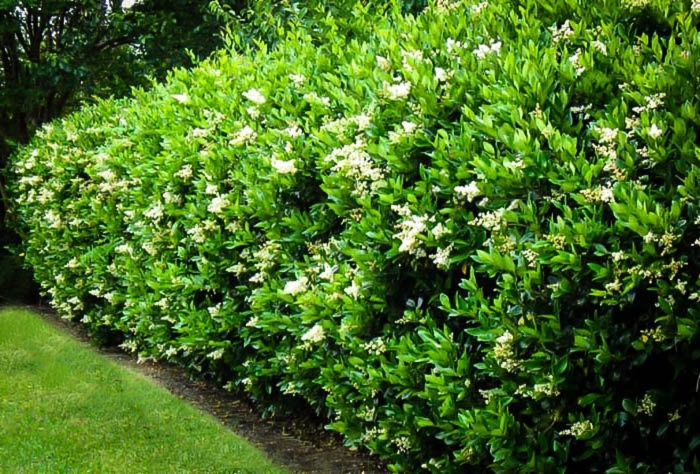 Ligustrum japonicum