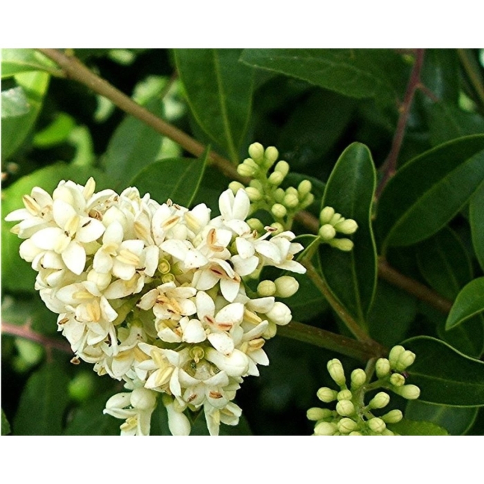 Бирючина ligustrum vulgare