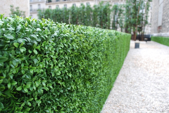 Бирючина живая изгородь