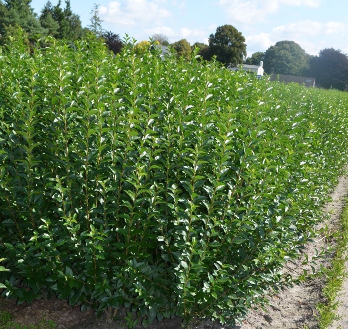 Бирючина обыкновенная атровиренс