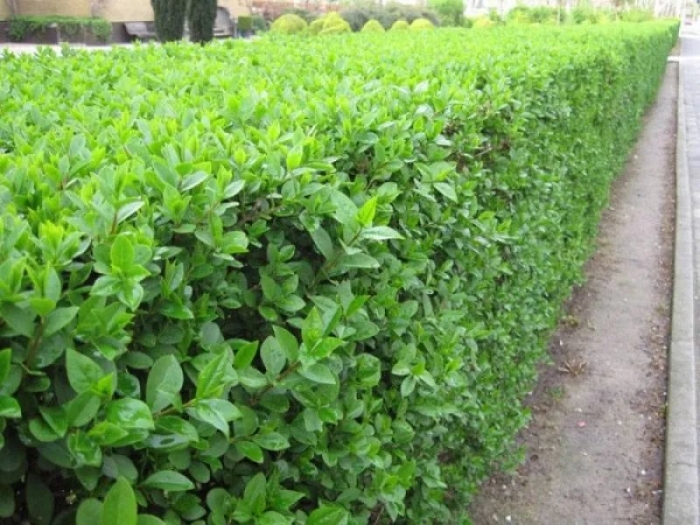 Бирючина овальнолистная (ligustrum ovalifolium)